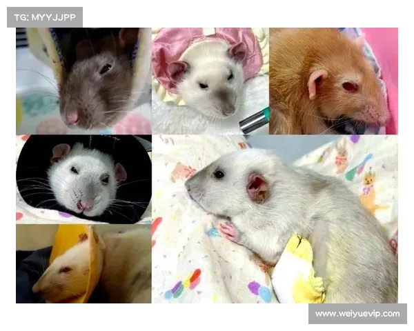 冰洁师刷图技巧:提升战斗力的全面指南 冰洁师刷图技巧:提升战斗力的全面指南