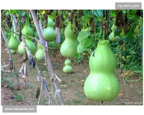 卷帘绿魔再现的魅力与背后原因探究为何这株植物如此备受青睐